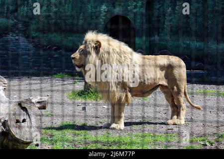 Un lion blanc vu dans une cage dans un zoo. Dans la nuit du 13 avril 2022, les lions blancs Mufasa et Nola de l'Écopark de Kharkiv ont été emmenés au zoo d'Odessa. En raison d'être dans une pièce exiguë (les enclos ont été endommagés par des bombardements), les lions étaient dans un état terrible, épuisés et stressés. Mais en 2 semaines, Mufasa et Nola se sont rétablies rapidement, tant physiquement que psychologiquement. Le 30 avril 2022, le « Festival des Lions blancs » a eu lieu au zoo d'Odessa, dont les personnages principaux étaient les lions de Kharkiv sauvés. Banque D'Images