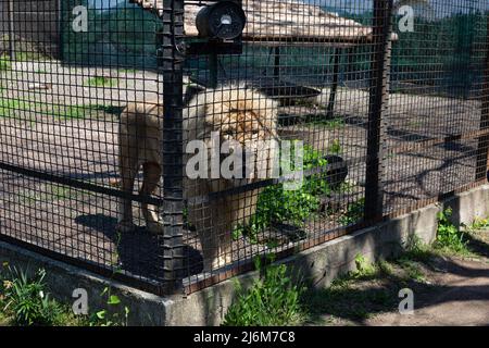 Un lion blanc vu dans une cage dans un zoo. Dans la nuit du 13 avril 2022, les lions blancs Mufasa et Nola de l'Écopark de Kharkiv ont été emmenés au zoo d'Odessa. En raison d'être dans une pièce exiguë (les enclos ont été endommagés par des bombardements), les lions étaient dans un état terrible, épuisés et stressés. Mais en 2 semaines, Mufasa et Nola se sont rétablies rapidement, tant physiquement que psychologiquement. Le 30 avril 2022, le « Festival des Lions blancs » a eu lieu au zoo d'Odessa, dont les personnages principaux étaient les lions de Kharkiv sauvés. (Photo de Viacheslav Onyshchenko / SOPA Images/Sipa USA) Banque D'Images