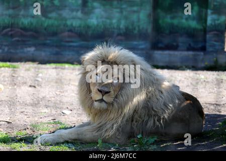 Un lion blanc vu dans une enceinte. Dans la nuit du 13 avril 2022, les lions blancs Mufasa et Nola de l'Écopark de Kharkiv ont été emmenés au zoo d'Odessa. En raison d'être dans une pièce exiguë (les enclos ont été endommagés par des bombardements), les lions étaient dans un état terrible, épuisés et stressés. Mais en 2 semaines, Mufasa et Nola se sont rétablies rapidement, tant physiquement que psychologiquement. Le 30 avril 2022, le « Festival des Lions blancs » a eu lieu au zoo d'Odessa, dont les personnages principaux étaient les lions de Kharkiv sauvés. (Photo de Viacheslav Onyshchenko / SOPA Images/Sipa USA) Banque D'Images