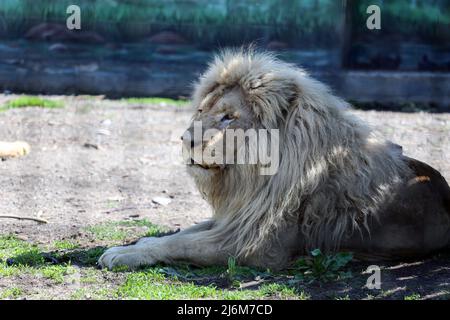 Un lion blanc vu dans une enceinte. Dans la nuit du 13 avril 2022, les lions blancs Mufasa et Nola de l'Écopark de Kharkiv ont été emmenés au zoo d'Odessa. En raison d'être dans une pièce exiguë (les enclos ont été endommagés par des bombardements), les lions étaient dans un état terrible, épuisés et stressés. Mais en 2 semaines, Mufasa et Nola se sont rétablies rapidement, tant physiquement que psychologiquement. Le 30 avril 2022, le « Festival des Lions blancs » a eu lieu au zoo d'Odessa, dont les personnages principaux étaient les lions de Kharkiv sauvés. (Photo de Viacheslav Onyshchenko / SOPA Images/Sipa USA) Banque D'Images