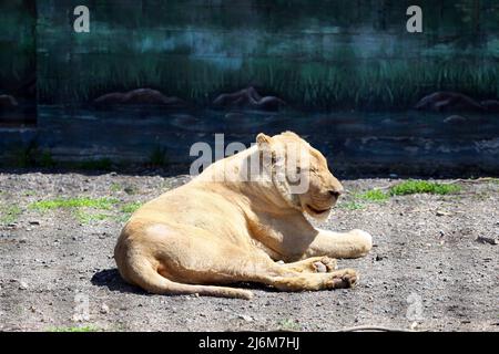 30 avril 2022, Odessa, Ukraine : une lionne blanche vue dans une cage dans un zoo. Dans la nuit du 13 avril 2022, les lions blancs Mufasa et Nola de l'Écopark de Kharkiv ont été emmenés au zoo d'Odessa. En raison d'être dans une pièce exiguë (les enclos ont été endommagés par des bombardements), les lions étaient dans un état terrible, épuisés et stressés. Mais en 2 semaines, Mufasa et Nola se sont rétablies rapidement, tant physiquement que psychologiquement. Le 30 avril 2022, le ''Festival des Lions blancs'' a eu lieu dans le zoo d'Odessa, dont les personnages principaux étaient les lions de Kharkiv sauvés. (Credit image: © Viacheslav Onyshchenko/S. Banque D'Images