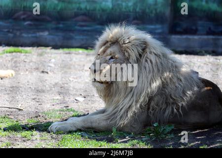 30 avril 2022, Odessa, Ukraine : un lion blanc vu dans une enceinte. Dans la nuit du 13 avril 2022, les lions blancs Mufasa et Nola de l'Écopark de Kharkiv ont été emmenés au zoo d'Odessa. En raison d'être dans une pièce exiguë (les enclos ont été endommagés par des bombardements), les lions étaient dans un état terrible, épuisés et stressés. Mais en 2 semaines, Mufasa et Nola se sont rétablies rapidement, tant physiquement que psychologiquement. Le 30 avril 2022, le ''Festival des Lions blancs'' a eu lieu dans le zoo d'Odessa, dont les personnages principaux étaient les lions de Kharkiv sauvés. (Credit image: © Viacheslav Onyshchenko/SOPA IM Banque D'Images