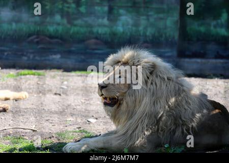 30 avril 2022, Odessa, Ukraine : un lion blanc vu dans une enceinte. Dans la nuit du 13 avril 2022, les lions blancs Mufasa et Nola de l'Écopark de Kharkiv ont été emmenés au zoo d'Odessa. En raison d'être dans une pièce exiguë (les enclos ont été endommagés par des bombardements), les lions étaient dans un état terrible, épuisés et stressés. Mais en 2 semaines, Mufasa et Nola se sont rétablies rapidement, tant physiquement que psychologiquement. Le 30 avril 2022, le ''Festival des Lions blancs'' a eu lieu dans le zoo d'Odessa, dont les personnages principaux étaient les lions de Kharkiv sauvés. (Credit image: © Viacheslav Onyshchenko/SOPA IM Banque D'Images