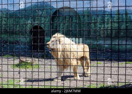 30 avril 2022, Odessa, Ukraine : un lion blanc vu dans une cage dans un zoo. Dans la nuit du 13 avril 2022, les lions blancs Mufasa et Nola de l'Écopark de Kharkiv ont été emmenés au zoo d'Odessa. En raison d'être dans une pièce exiguë (les enclos ont été endommagés par des bombardements), les lions étaient dans un état terrible, épuisés et stressés. Mais en 2 semaines, Mufasa et Nola se sont rétablies rapidement, tant physiquement que psychologiquement. Le 30 avril 2022, le ''Festival des Lions blancs'' a eu lieu dans le zoo d'Odessa, dont les personnages principaux étaient les lions de Kharkiv sauvés. (Credit image: © Viacheslav Onyshchenko/SOPA Banque D'Images