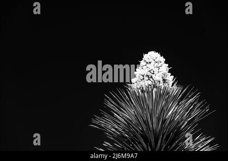 Vue spectaculaire d'une floraison d'un yucca brevifolia au parc national de Joshua Tree en Californie, États-Unis contre un ciel vierge. Banque D'Images