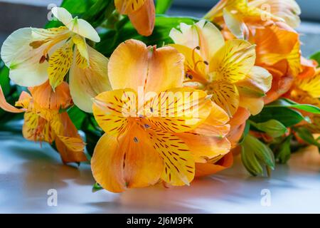 Vue de fleurs jaunes Lily of the Incas en gros plan Banque D'Images