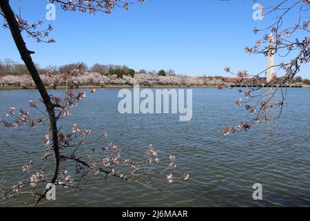 Vue panoramique Cherry Blossom Trees Water Washington DC Banque D'Images