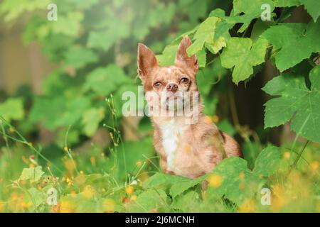 chihuahua brun et blanc à poil court en position assise dans une ambiance d'été à feuillage vert dans le parc Banque D'Images