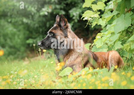 Le Berger belge Tervueren fauve se trouve dans l'herbe et attend l'ordre de son maître chien de travail et de sécurité Banque D'Images