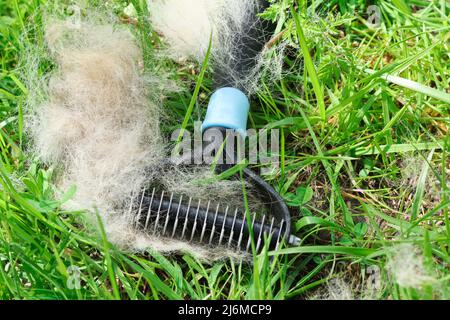 Le brossage du toilettage d'entretien pour chiens du manteau canin lutte contre le peigne de la brosse de l'hiver Banque D'Images