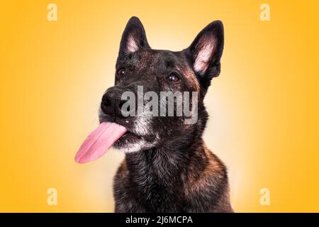 malinois berger belge bâtons de langue licks ses côtelettes drôle portrait fond jaune Banque D'Images