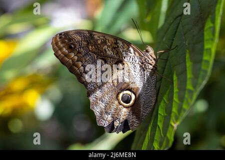 Gros plan sur le côté d'un papillon hibou perché sur une feuille verte Banque D'Images