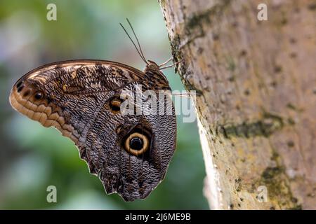 Gros plan sur le côté d'un papillon hibou perché sur un tronc d'arbre Banque D'Images