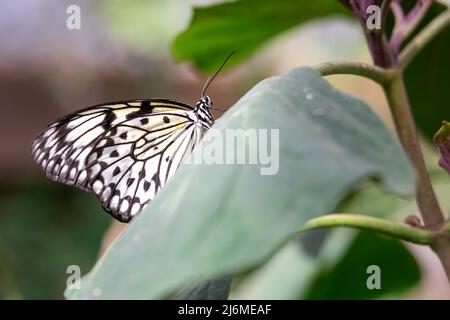 Gros plan sur le côté d'un papillon en papier cerf-volant perché sur une feuille verte sur un fond de bokeh Banque D'Images