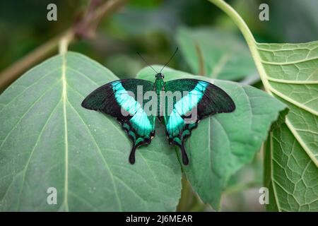 Gros plan d'un papillon de paon à bande commune mâle allongé sur des feuilles vertes avec ses ailes étalées Banque D'Images