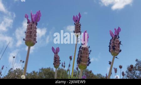 Tiges de lavande vues sur le ciel bleu avec des nuages. Mise au point sélective Banque D'Images