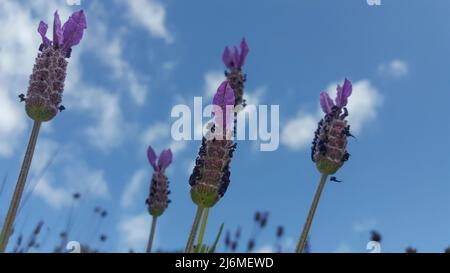 Tiges de lavande vues sur le ciel bleu avec des nuages. Mise au point sélective Banque D'Images