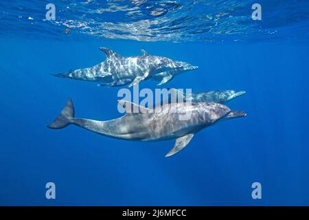 Dauphin à gros nez Indo-Pacifique (Tursiops aduncus), en eau bleue, Maldives, Océan Indien, Asie Banque D'Images