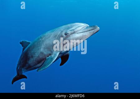 Un groupe de dauphins à bottlenose (Tursiops truncatus), en eau bleue, Socorro, Mexique, océan Pacifique, Amérique Banque D'Images