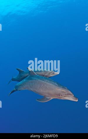 Un groupe de dauphins à bottlenose (Tursiops truncatus), en eau bleue, Socorro, Mexique, océan Pacifique, Amérique Banque D'Images