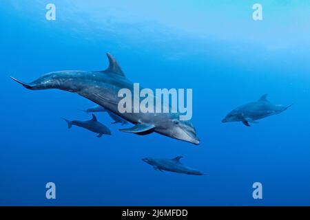 Un groupe de dauphins à bottlenose (Tursiops truncatus), en eau bleue, Socorro, Mexique, océan Pacifique, Amérique Banque D'Images