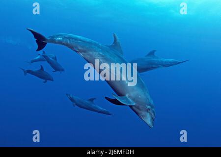 Un groupe de dauphins à bottlenose (Tursiops truncatus), en eau bleue, Socorro, Mexique, océan Pacifique, Amérique Banque D'Images