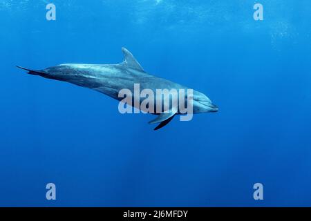 Un groupe de dauphins à bottlenose (Tursiops truncatus), en eau bleue, Socorro, Mexique, océan Pacifique, Amérique Banque D'Images