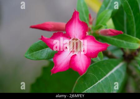 Fleur d'adenium obesum rose qui fleurit sur les feuilles vertes Banque D'Images