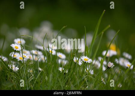 Des daises (Bellis perennis) dans la pelouse d'un point de vue faible Banque D'Images