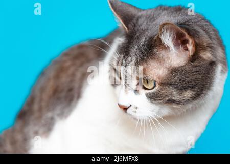 Beau chat domestique bien entretenu et soigné se trouve sur fond bleu et regarde loin. Gros plan de l'animal. Banque D'Images