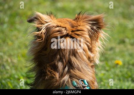 tête d'un chien de pomchi de derrière avec de beaux cheveux longs rouges Banque D'Images