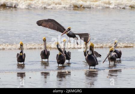 Pélicanes bruns sur la plage, Pelecanus occidentalis, à Punta Chame, côte Pacifique, province de Panama, Panama, Amérique centrale. Banque D'Images