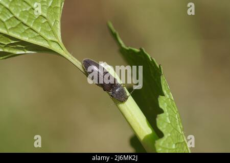 Gros plan cliquez sur le coléoptère Athous haemorrhoidalis du genre Athous sur une plante au printemps dans un jardin hollandais. Famille des Elateridae. Banque D'Images