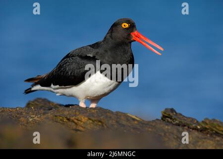 Oiseau noir et blanc à bec rouge, oystercatcher Magellanique, Haematopus leucopodus, îles Falkland Banque D'Images