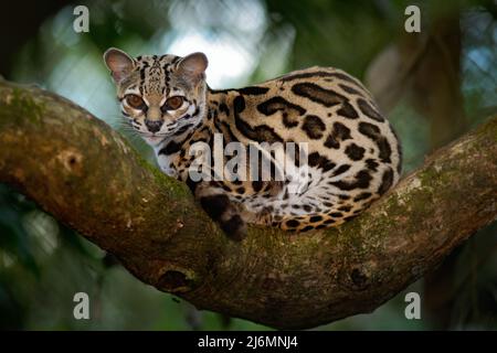 Margay, Leopardis wiedii, beau chat sitiing sur la branche dans la forêt tropicale costaricienne Banque D'Images