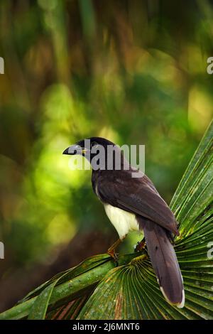 Jay brun, Cyanocorax morio, oiseau de la forêt verte du Belize, dans l'habitat naturel de l'arbre, lumière en arrière-plan Banque D'Images