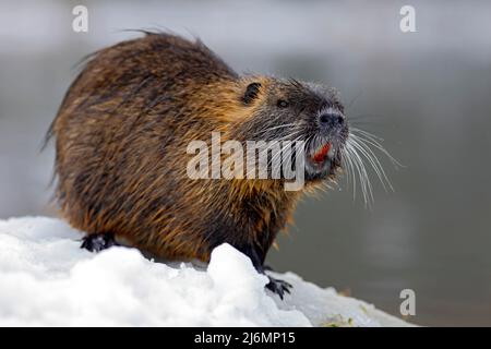 Nutria, Myocastor coypus, souris d'hiver avec une grosse dent dans la neige, près de la rivière Banque D'Images