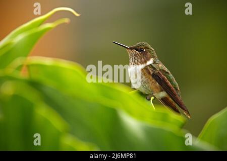 Volcan Hummingbird, Selasphorus flammula, petit oiseau dans les feuilles vertes, animal dans l'habitat naturel, forêt tropicale de montagne, faune, Costa Rica Banque D'Images