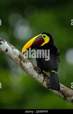 Toucan gros Beak oiseau Chesnut-Mandibled. Toucan assis sur la branche dans la pluie tropicale avec fond vert jungle. Toucan dans l'habitat naturel. BLAC Banque D'Images