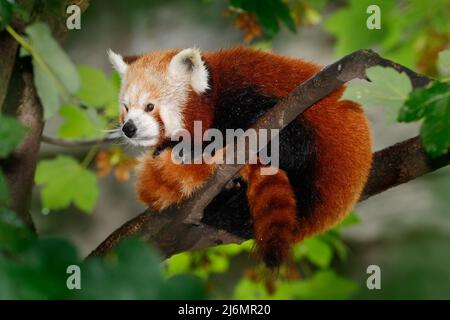 Beau panda rouge couché sur l'arbre avec des feuilles vertes, dans l'habitat naturel Banque D'Images