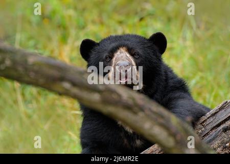 Portrait de l'Ours du Soleil de Malaisie, Helarctos malayanus, Banque D'Images