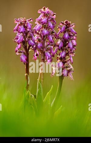 Orchidée géante, Barlia robertiana, grande orchidée européenne sauvage dans l'herbe verte, avril, Camargue, France Banque D'Images