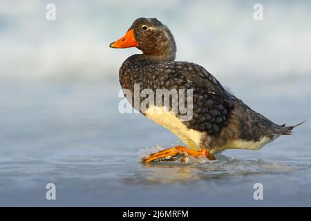 Falkland Steamer Duck, Tachyeres brachypterus, oiseau dans l'eau avec des vagues. Oiseau dans la nature habitat de mer. Oiseau marchant dans l'eau. Îles Falkland Banque D'Images