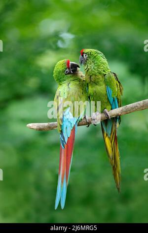 Paire d'oiseaux, perroquet vert Macaw militaire, Ara militararis, Costa Rica Banque D'Images