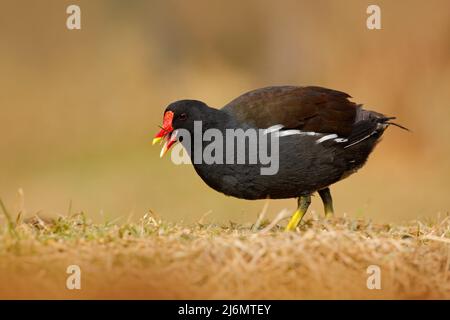 Moorhen commun, Porphyrio martinicus, marchant dans l'herbe, oiseau d'eau brun avec le bec jaune et rouge, République tchèque Banque D'Images
