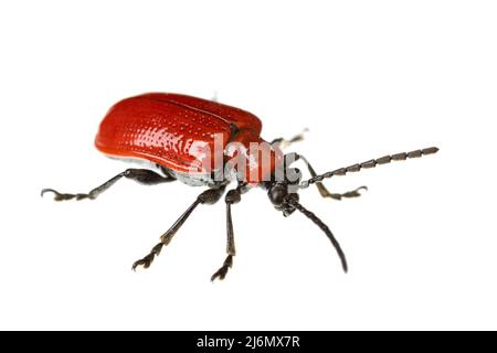 Insectes d'europe - coléoptères: Vue de dessus du dendroctone du nénuphars ( Lilioceris lili ) german Lilienhaehnchen) isolé sur fond blanc Banque D'Images