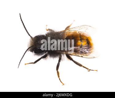 Insectes d'europe - abeilles: Mâle Osmia cornuta Bard européen (german Gehoernte Mauerbiene) isolé sur fond blanc Banque D'Images