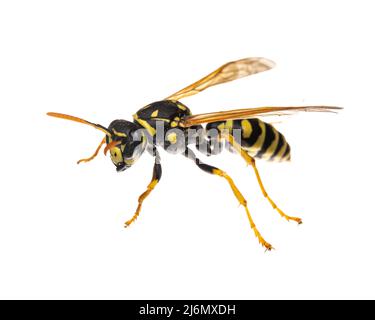 Insectes d'europe - guêpes: Macro de la guêpe européenne ( Polistes dominula) isolée sur fond blanc - vue latérale Banque D'Images