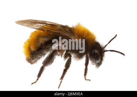 Insectes d'europe - abeilles : macro de l'abeille minière femelle ( Andrena fulva german Rotpelzige Sandbiene) isolée sur fond blanc vue latérale Banque D'Images