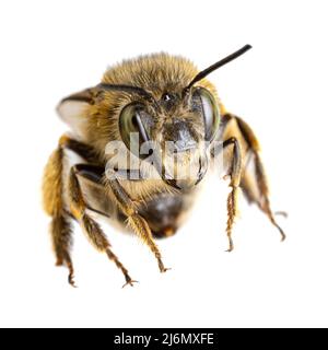 Insectes d'europe - abeilles: Macro de femelles Anthophora crinipes (Pelzbienen) isolé sur fond blanc - vue de la tête Banque D'Images